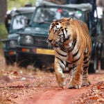 Turismo de safari en África. Jeeps siguen a un tigre