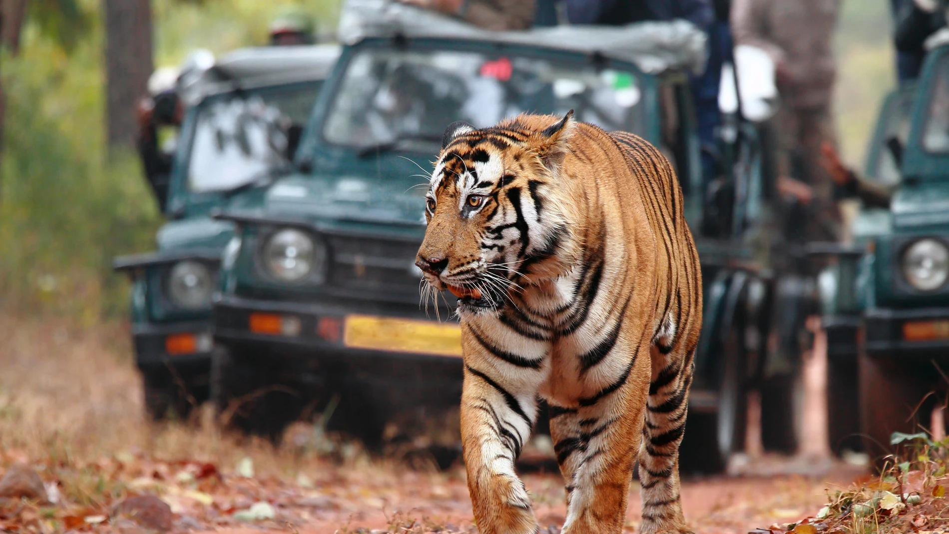 Turismo de safari en África. Jeeps siguen a un tigre