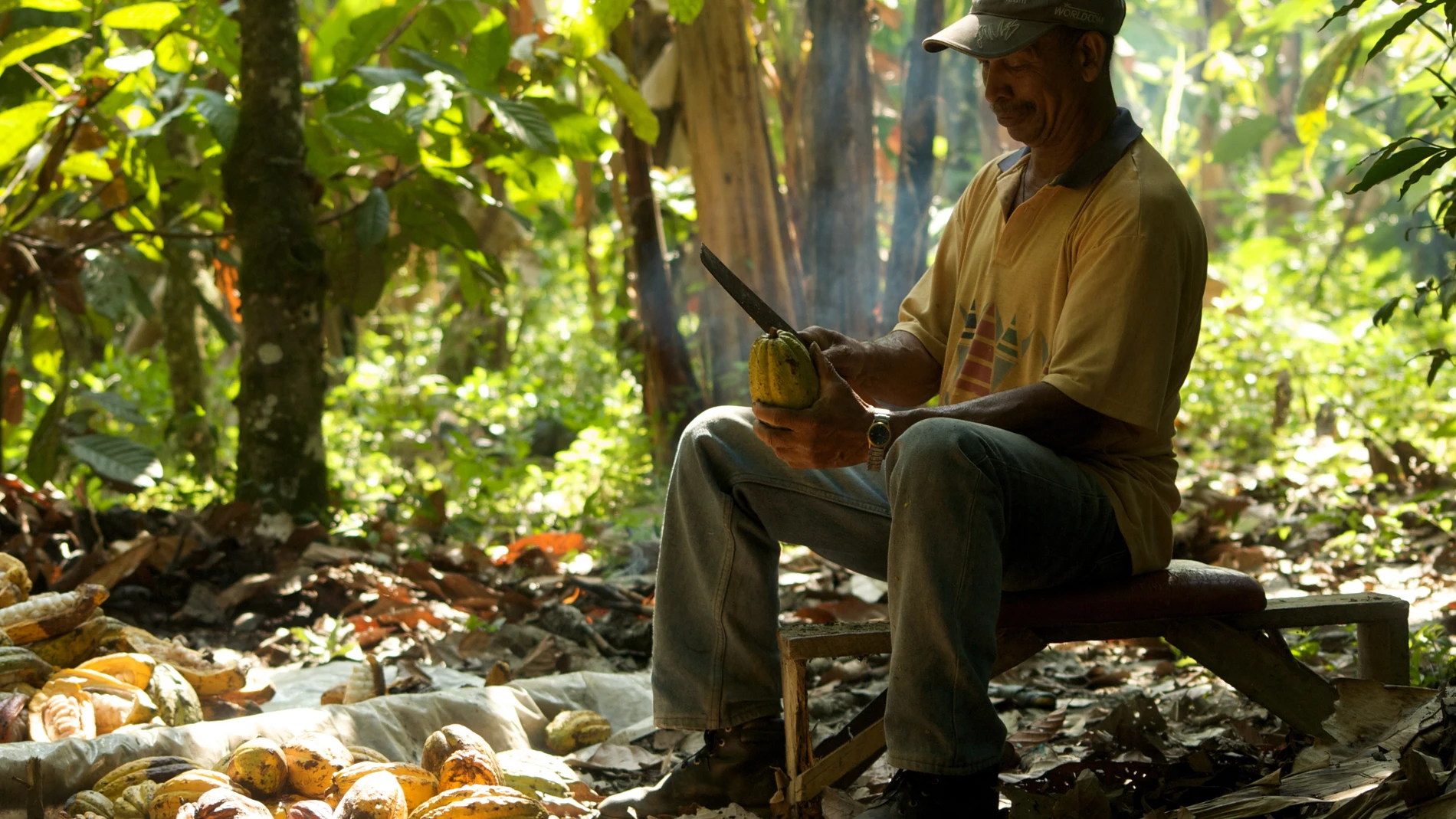 Un productor sostenible del proyecto Cacao Trace, en República Dominicana