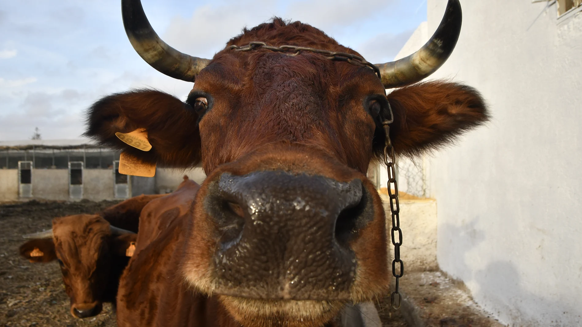 Imagen de archivo de una vaca.