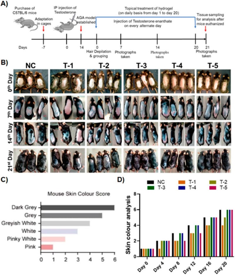 Fotografías de ratones con calvicie de patrón masculino en diferentes intervalos de tiempo, incluyendo ratones sin tratar y tratados con el gel así como otras soluciones