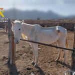 Investigan a dos personas por maltrato animal tras hallar cuatro cadáveres de caballos