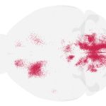 Imagen del mapa web gratuito de las interneuronas V1