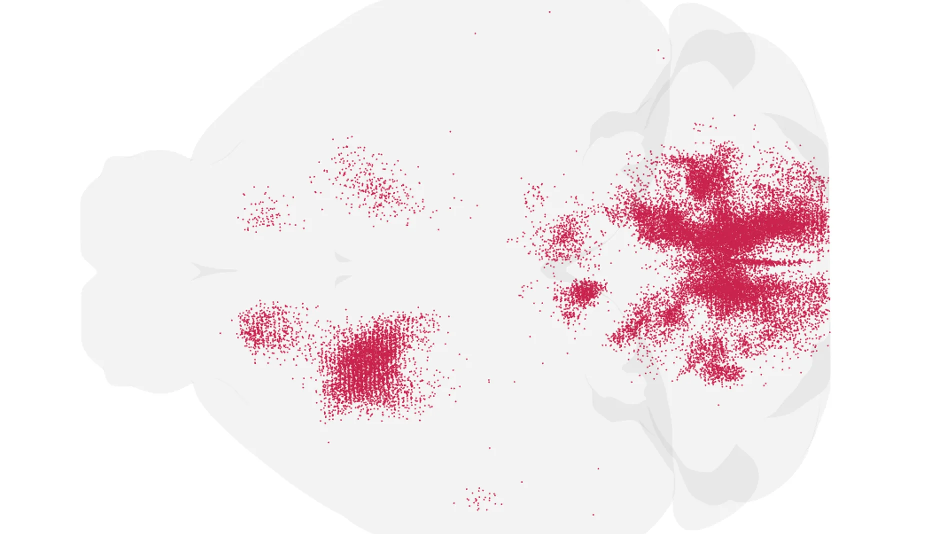 Imagen del mapa web gratuito de las interneuronas V1