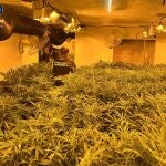 Una de las plantaciones intervenidas