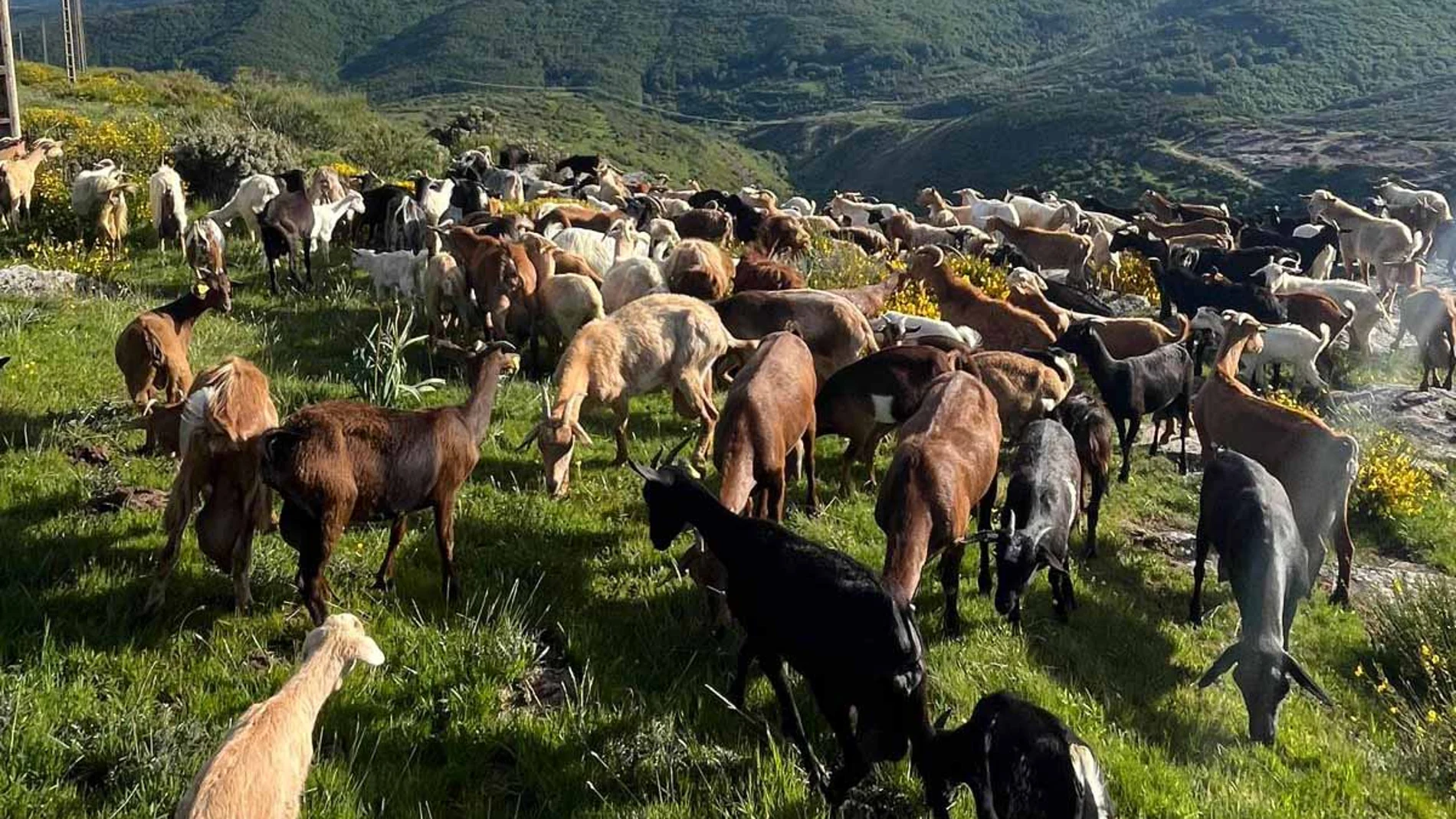 Rebaño de cabras en la provincia de Palencia