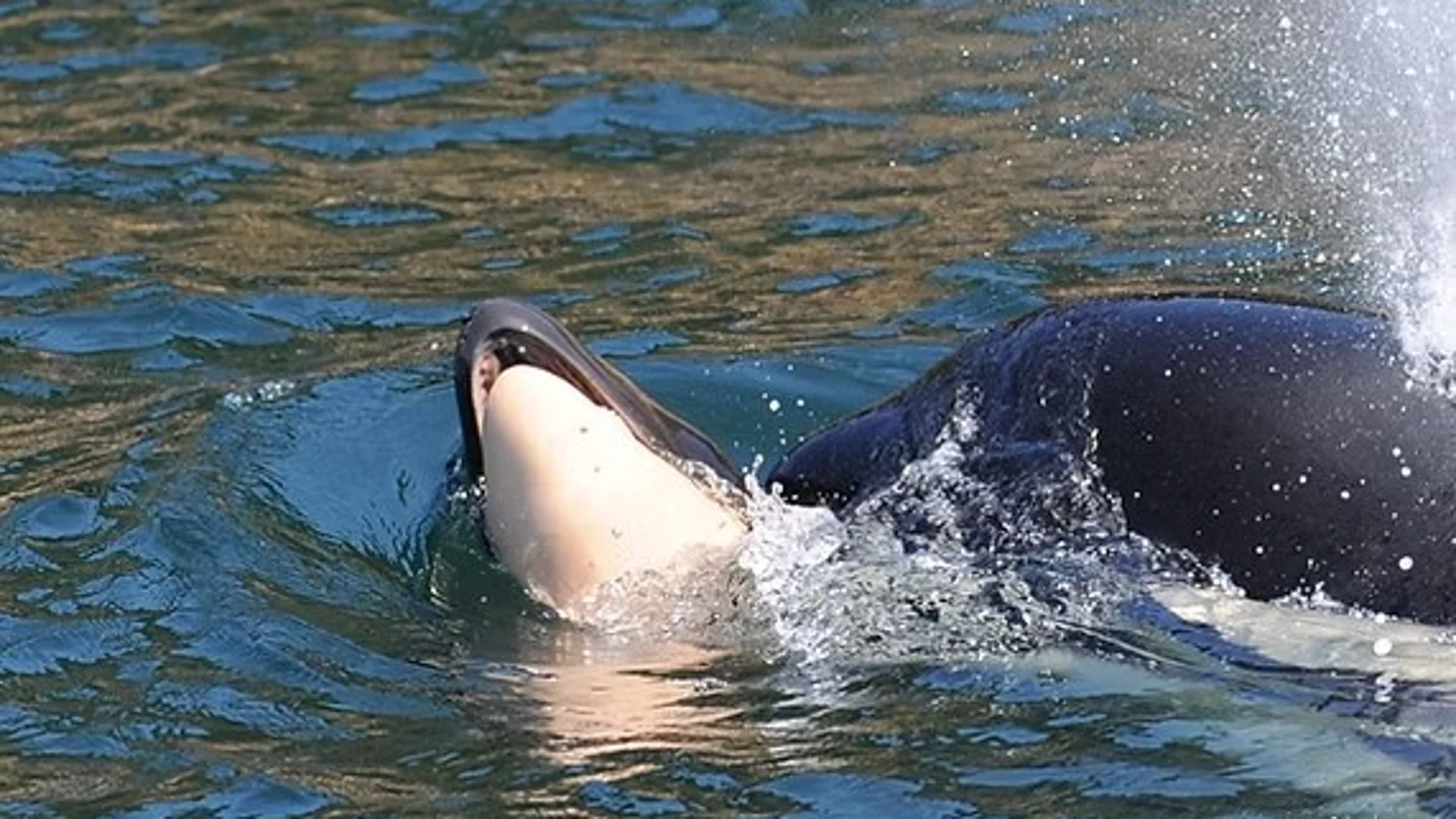 La orca J35, junto a su cría muerta