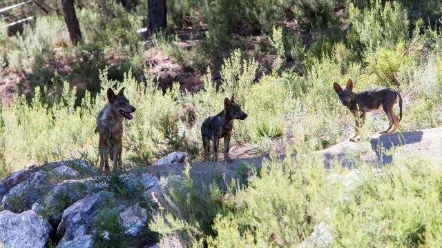 Ejemplares del Centro del Lobo Ibérico de Castilla y León