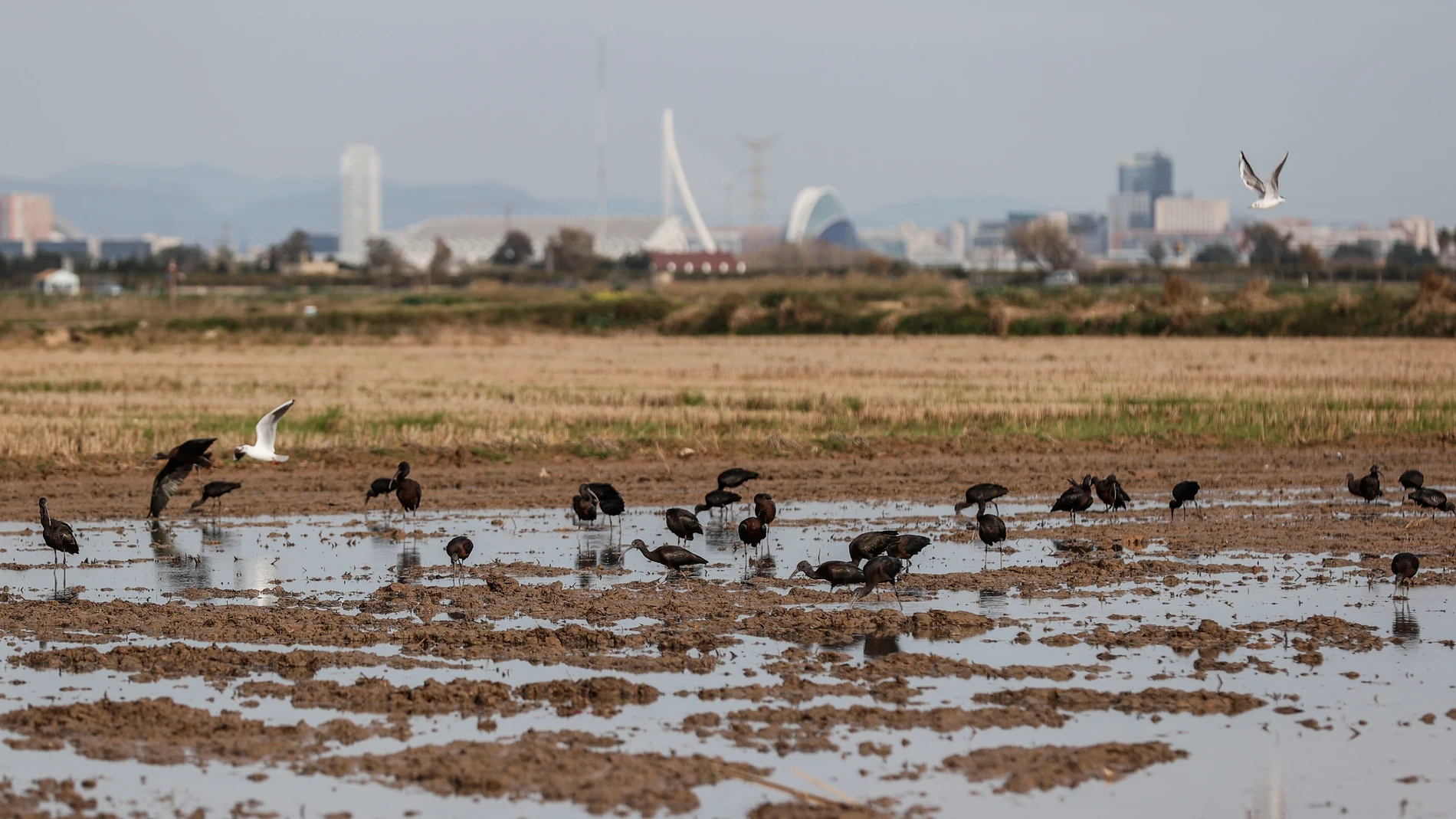 FOTODELDÍA GRAFCVA4557. CATARROJA (VALENCIA), 05/01/2025.- La Albufera de València mantiene para 2025 los mismos retos que lleva arrastrando desde hace años: lograr la mejora de la calidad de sus aguas y revertir el proceso de eutrofización (exceso de fitoplancton) del lago, aunque todo ello agravado por el paso destructor de la dana del pasado 29 de octubre. En la imagen un grupo de aves se alimenta en unos campos del parque natural. EFE/Manuel Bruque