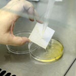 royecto Lignicoat, una investigación de la Junta que desvela las propiedades del lúpulo para obtener resinas sostenibles de aplicación en recubrimientos de maderas y metales