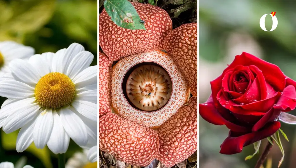 Test flores del destino