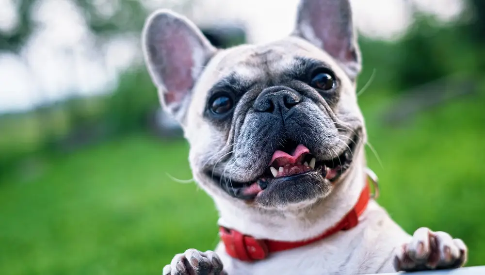 Bulldog Francés