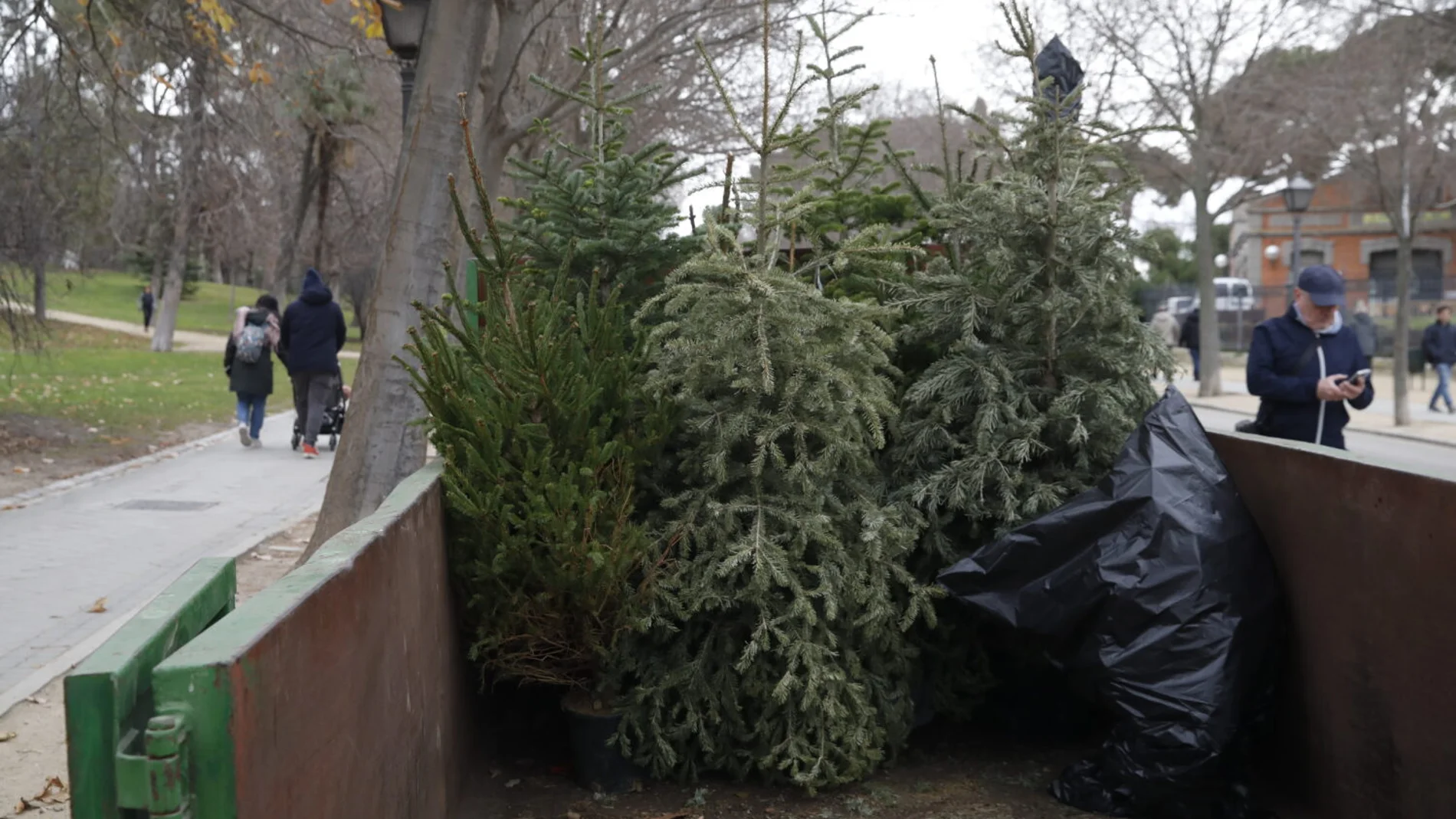 Árboles de Navidad recogidos en El Retiro