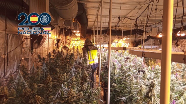 Se han efectuado nueve registros en las provincias de Valencia, Cuenca y Toledo, donde se han localizado tres plantaciones indoor