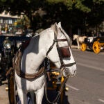 El fin de los coches de caballos: bienestar animal, empleos en riesgo y turistas divididos