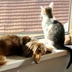 Un perro y un gato, en casa