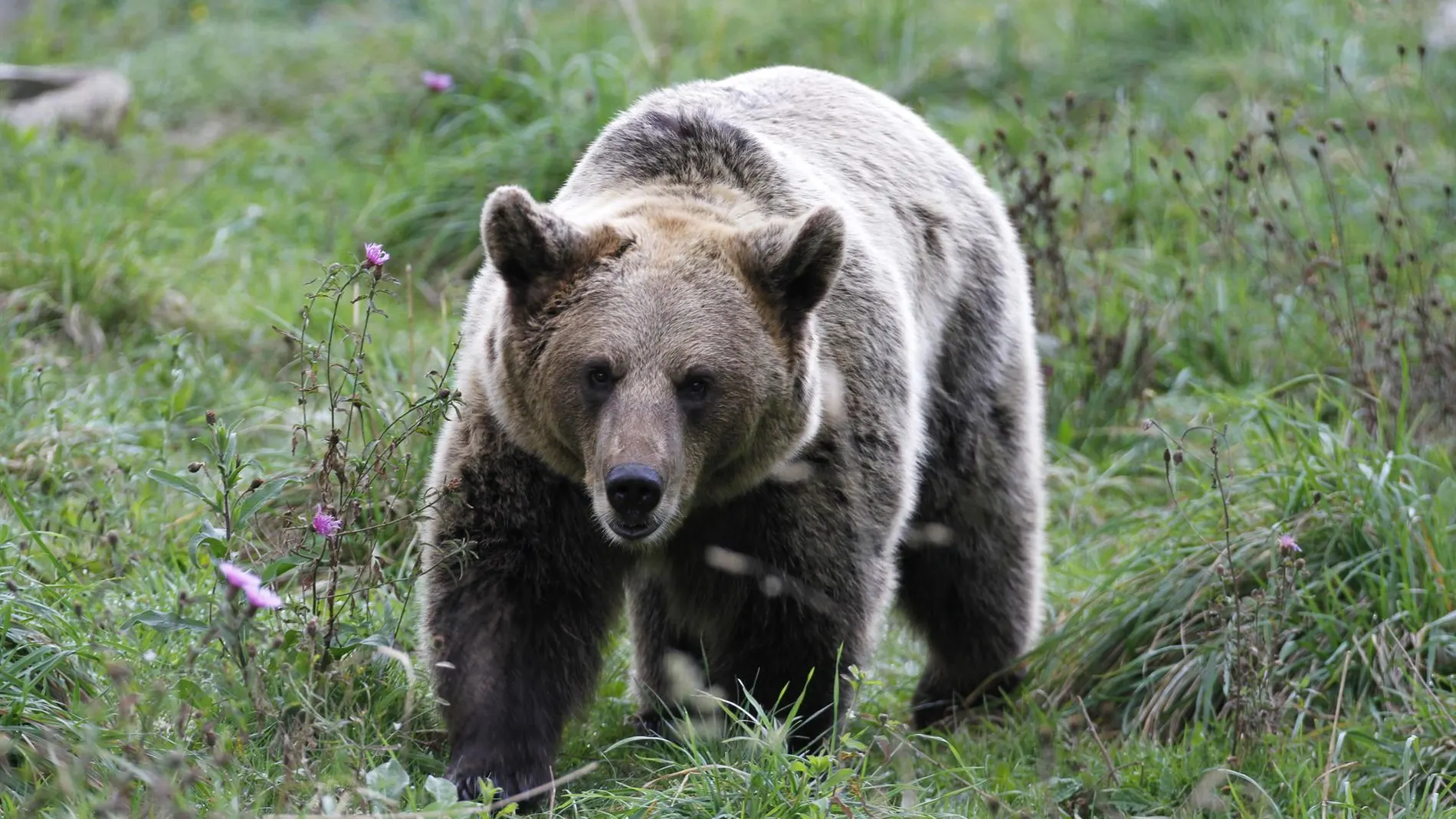 Cantabria aprobará el Plan de Recuperación del Oso antes de que acabe la legislatura