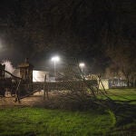 Un árbol caído en Pontevedra. 