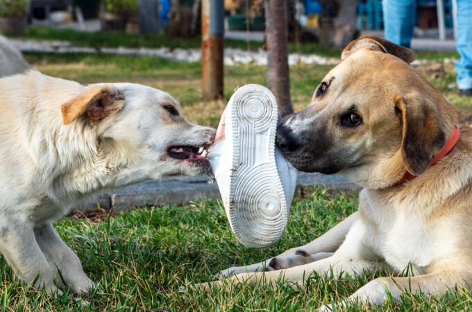 Los veterinarios advierten a los dueños de perros sobre esta forma aparentemente inofensiva de mostrar afecto a su mascota