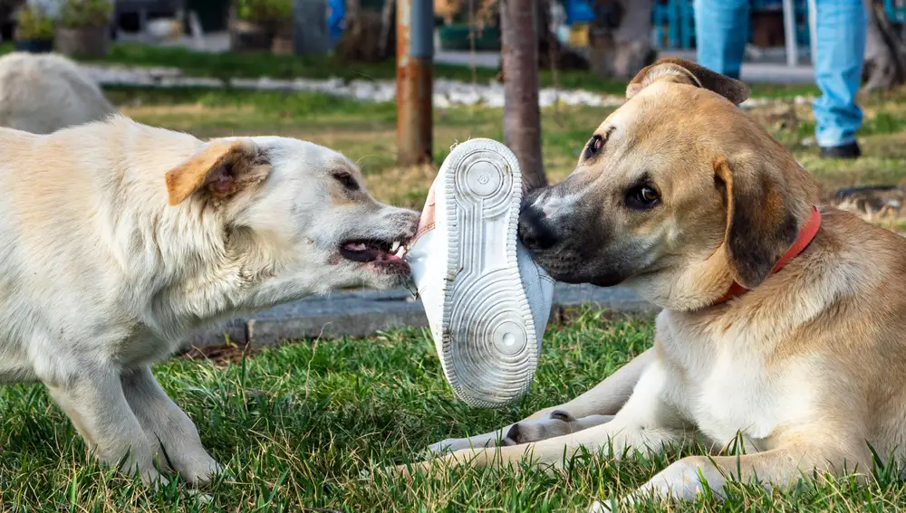 Los veterinarios advierten a los dueños de perros sobre esta forma aparentemente inofensiva de mostrar afecto a su mascota