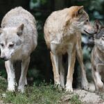 Lobos