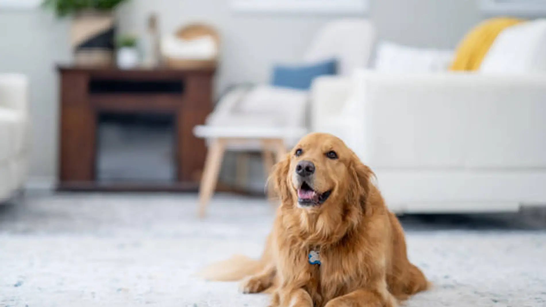 Imagen de archivo de un Golden Retriever
