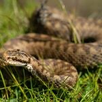 Serpiente venenosa