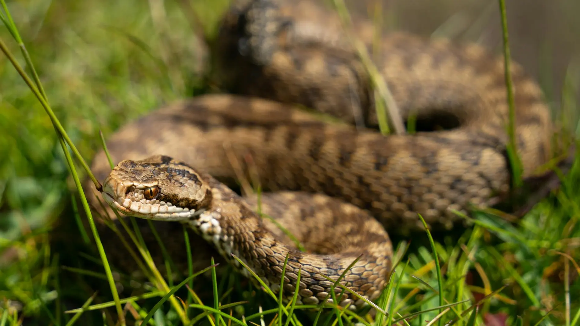 Serpiente venenosa