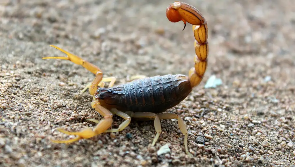Escorpión en la naturaleza