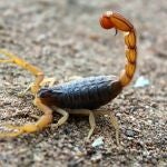 Escorpión en la naturaleza