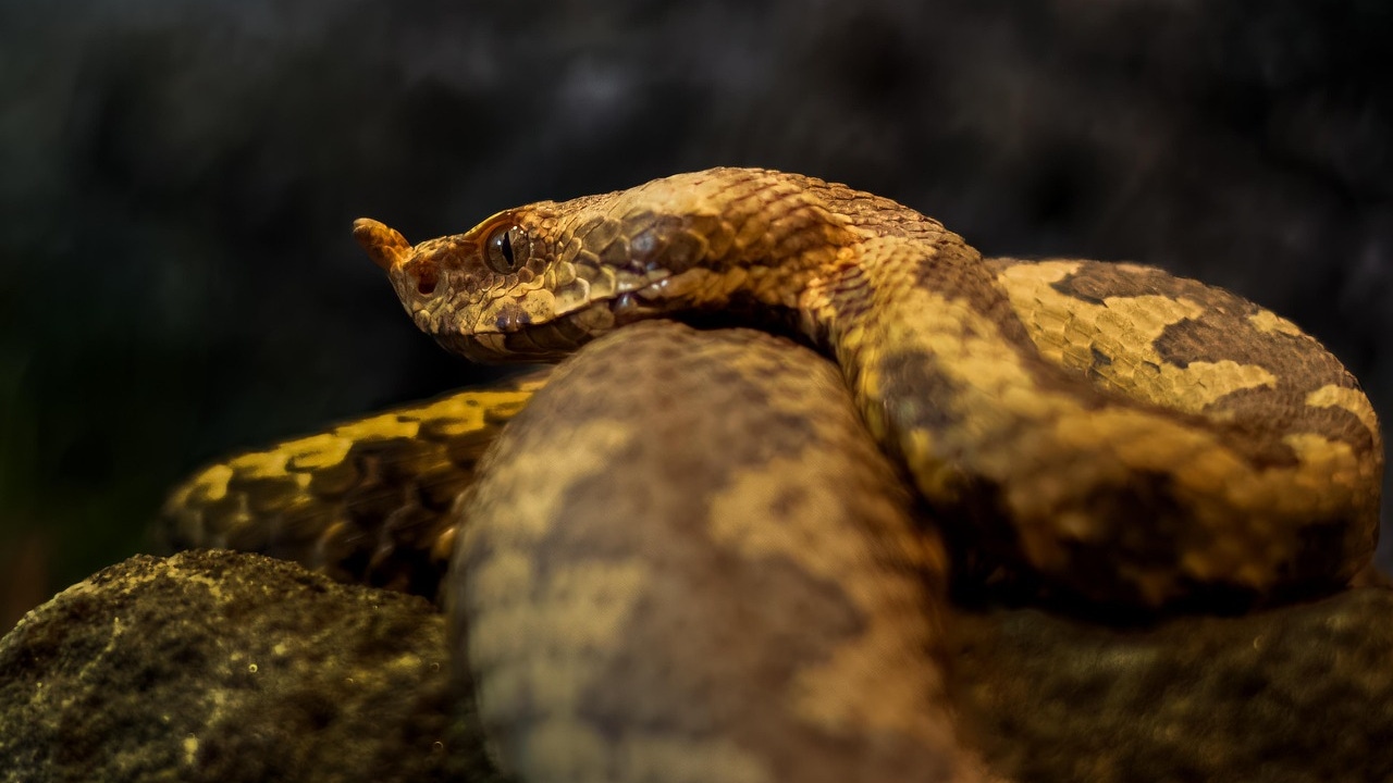 Un hombre se pasa 10 horas de hospital en hospital en Portugal buscando el antídoto a la mordedura de una serpiente