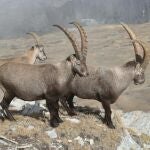 Cabras al aire libre