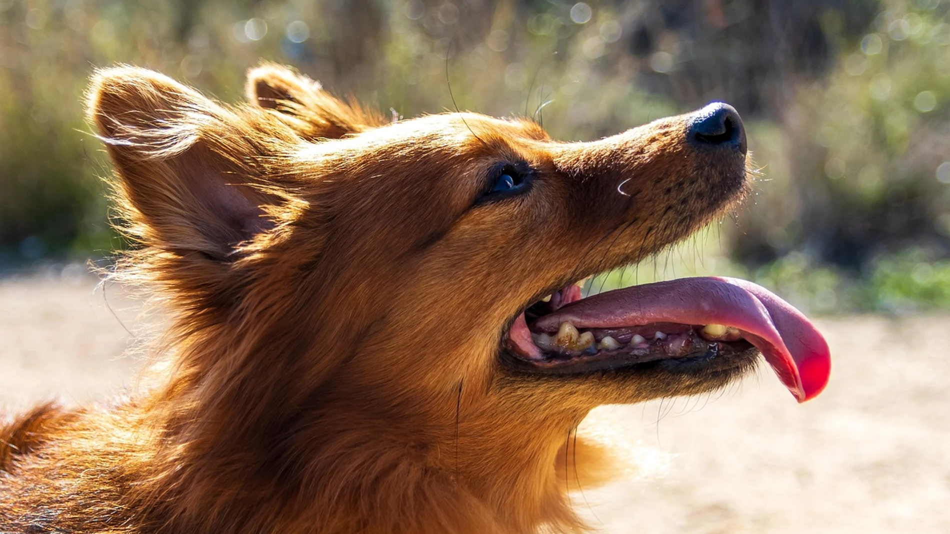 ¿Por qué hay perros que huelen a "muerto"? Un veterinario explica que se debe hacer
