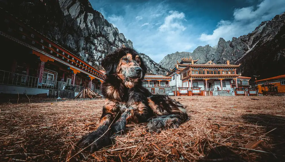 Mastín tibetano