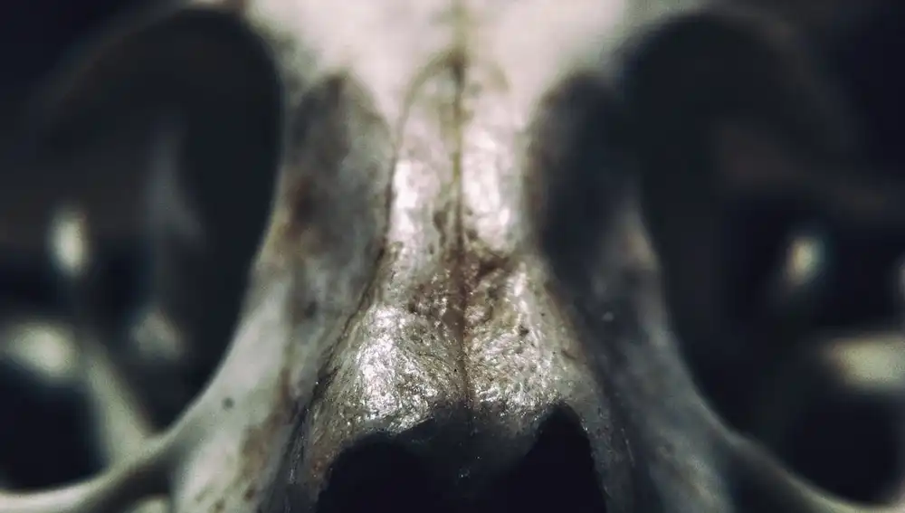 Calavera