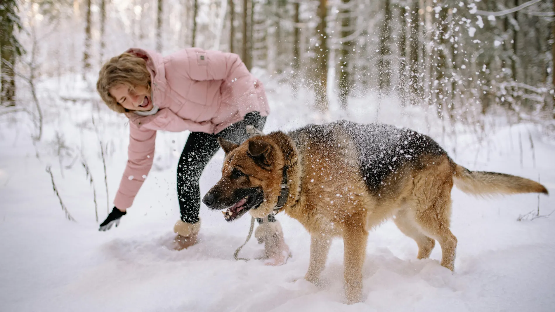 El truco de un dueño para mantener calientes las patas de los perros durante los paseos invernales