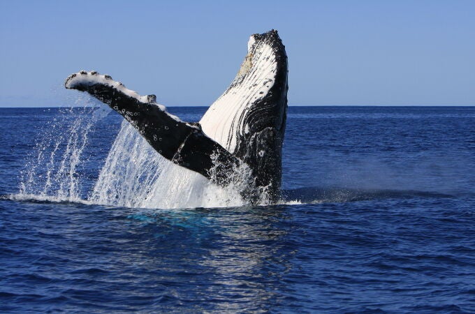 Una ballena jorobada