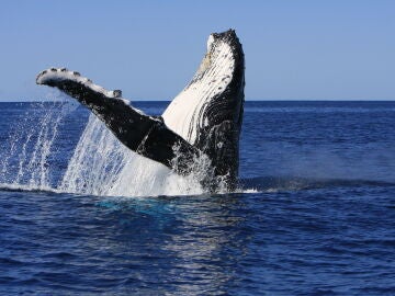 Una ballena jorobada