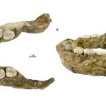 Mandíbula de P. capensis, otro miembro de la familia homínida