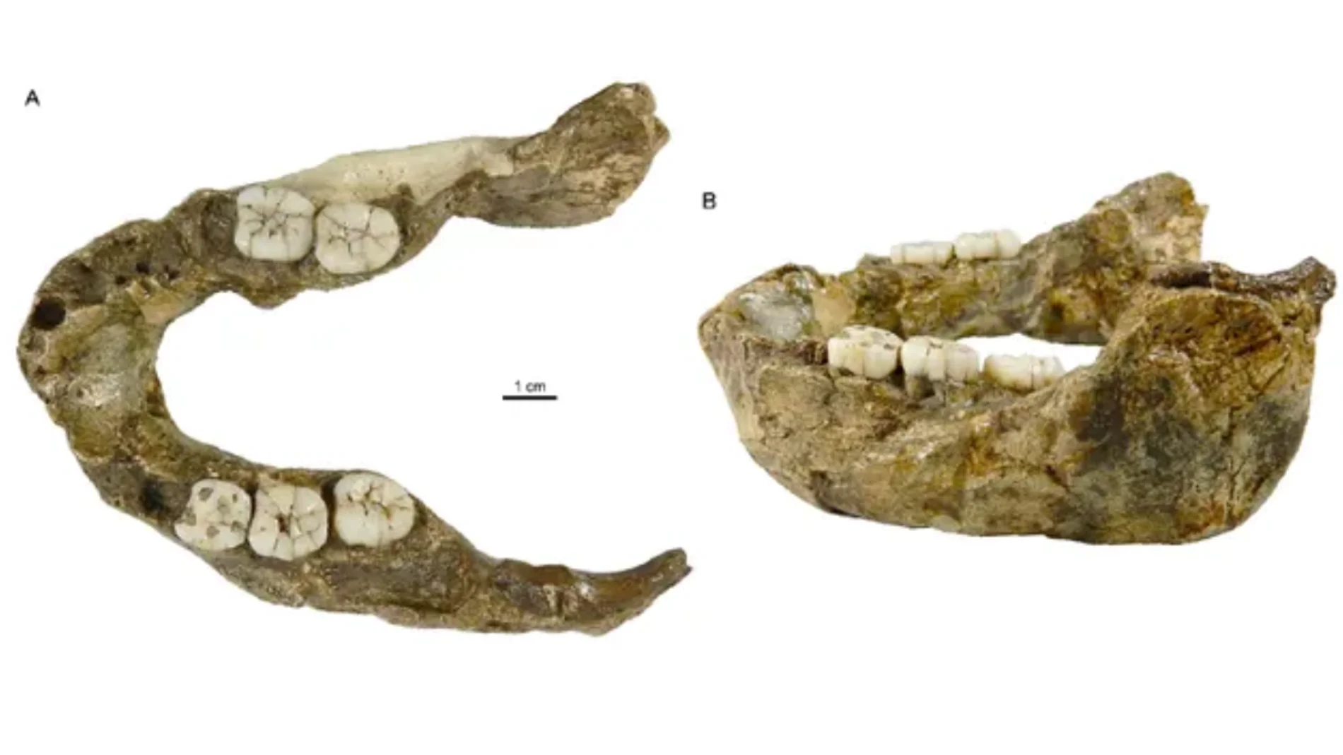 Evolución