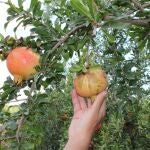 La granada mollar es un cultivo propio del Campo de Elche, en Alicante