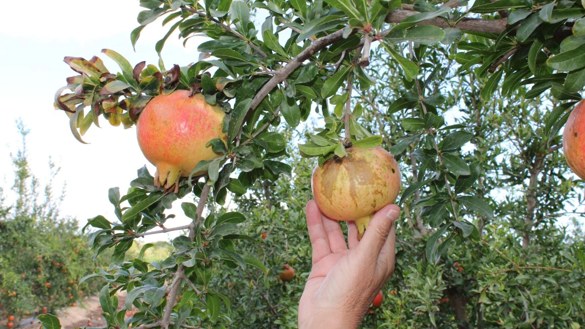 Mollar Rasmi Piden un plan de choque en Alicante contra el insecto de Sudáfrica que ...