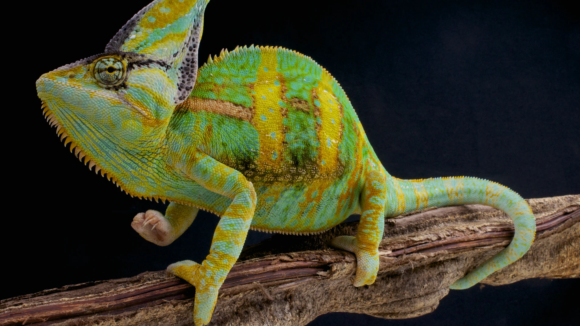 El camaleón es una de las especies más conocidas del reino animal, con una característica que le permite cambiar de color y camuflarse con facilidad