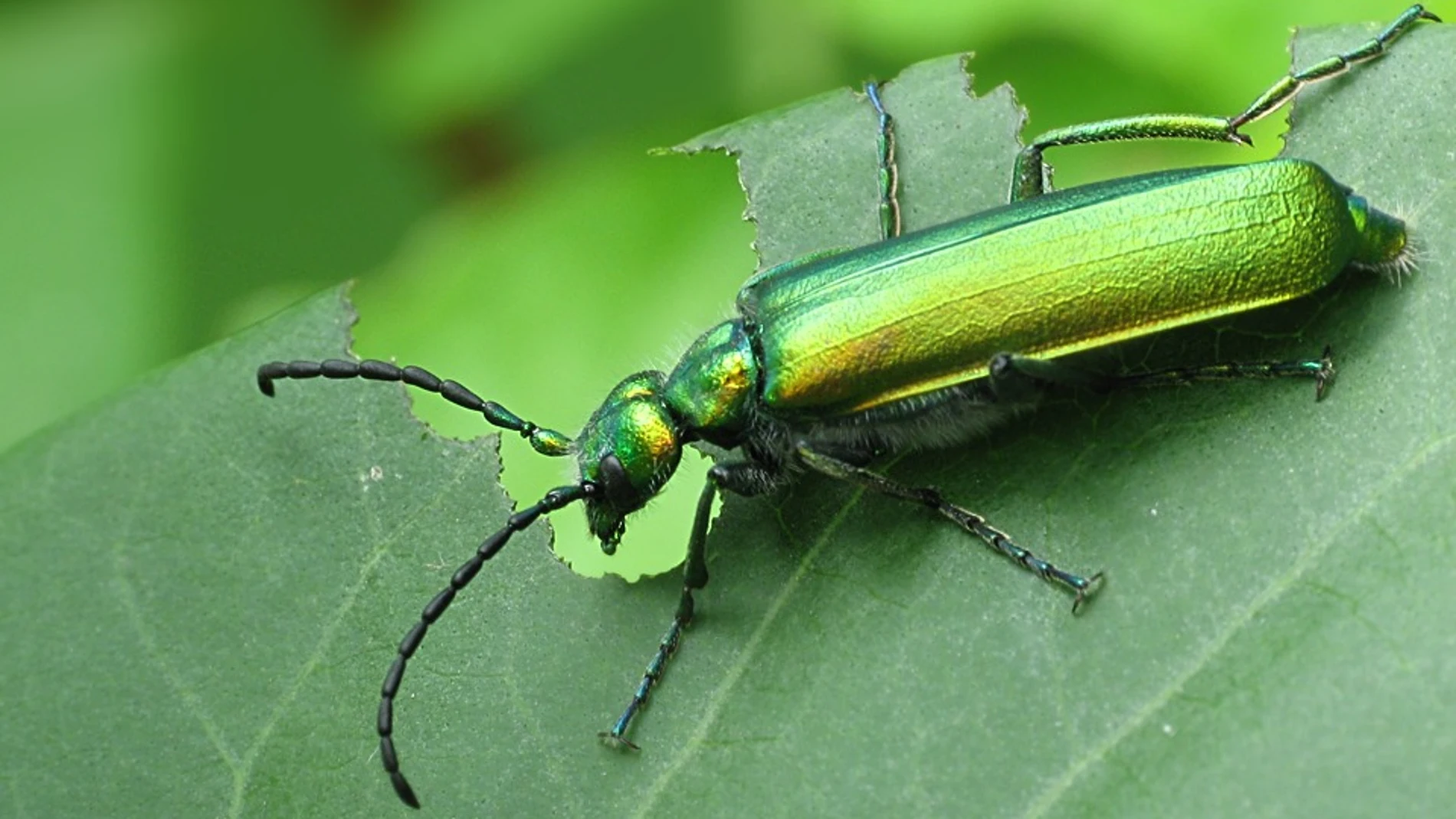 Este insecto español funcionaba la 'viagra' de la antigüedad