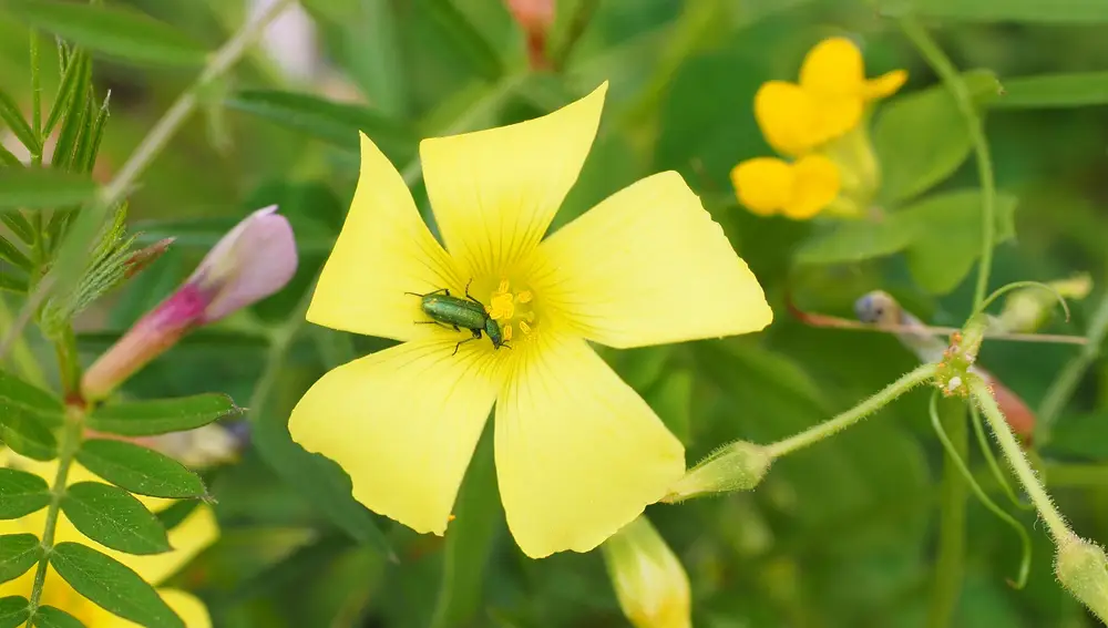 Lytta vesicatoria