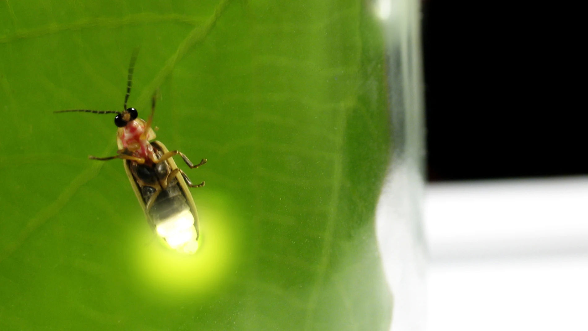 Las luciérnagas poseen una increíble capacidad para producir luz, lo que les hace ser un insecto impresionante dentro del reino animal