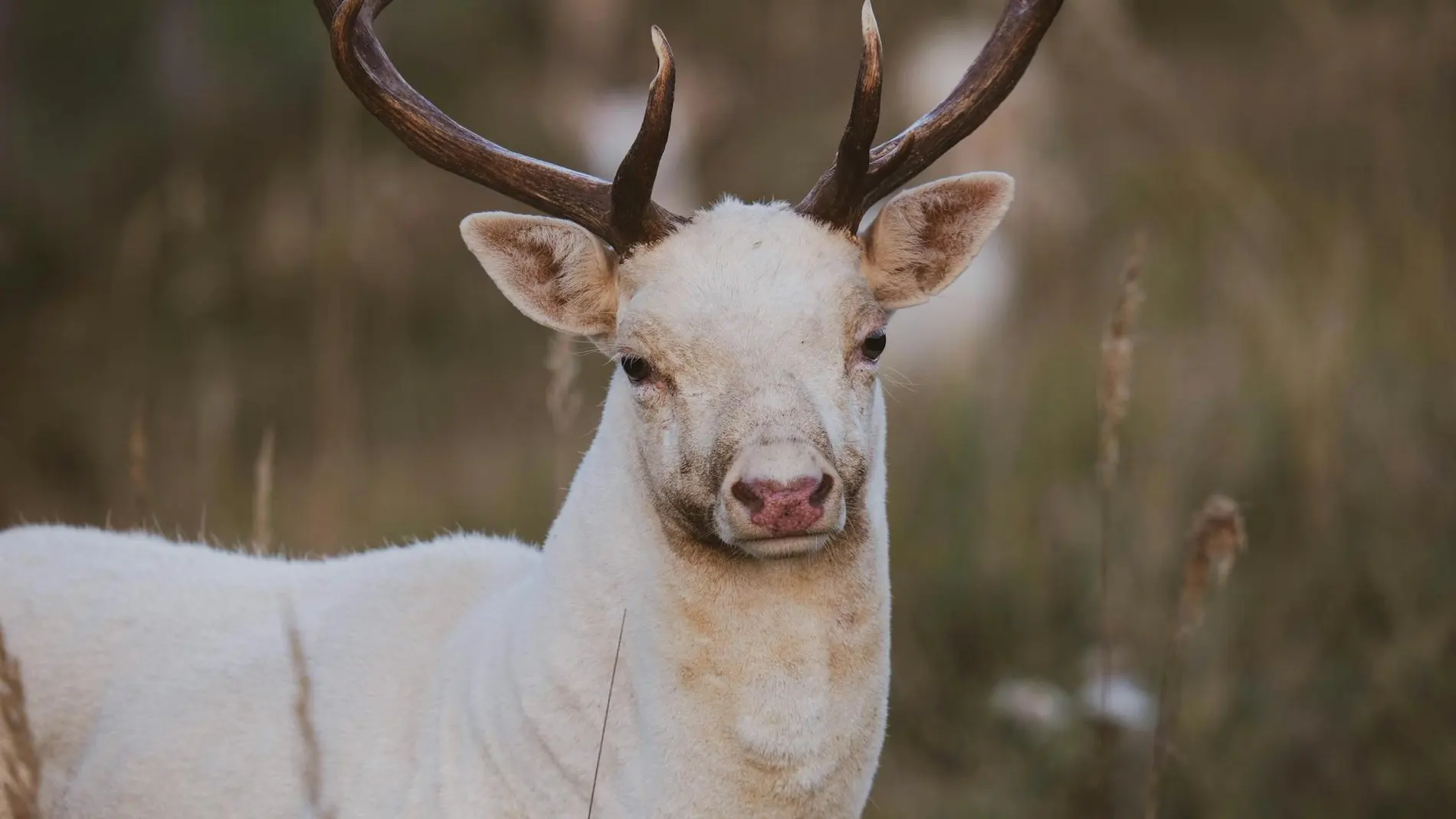 Reno albino