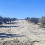 Pinto.- Eliminado un macrovertido ilegal de 25 toneladas en un olivar junto a la M-841