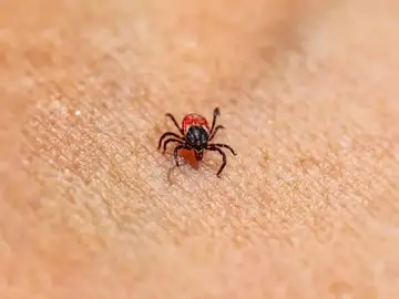 Imagen de una garrapata Imagen de una garrapata