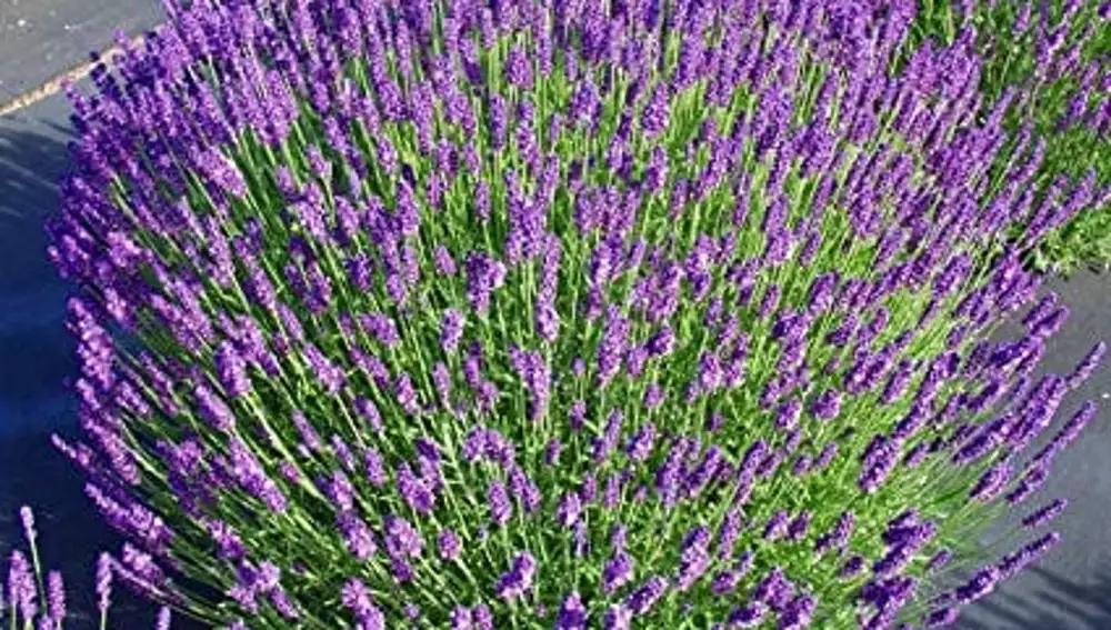Lavanda